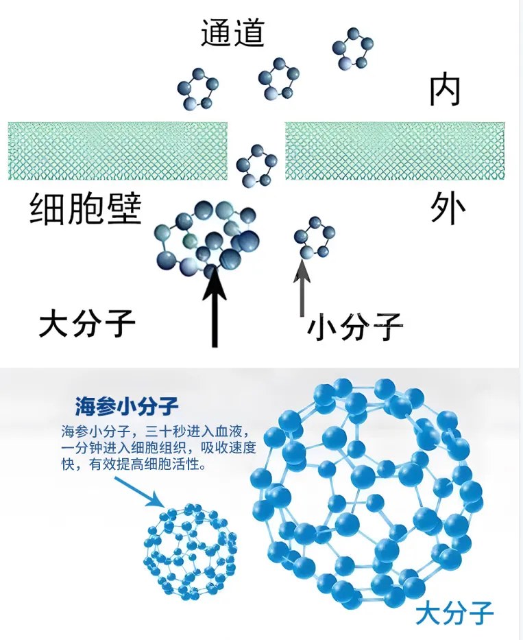 小分子吸收